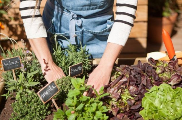 Crea tu propio huerto medicinal con estas plantas