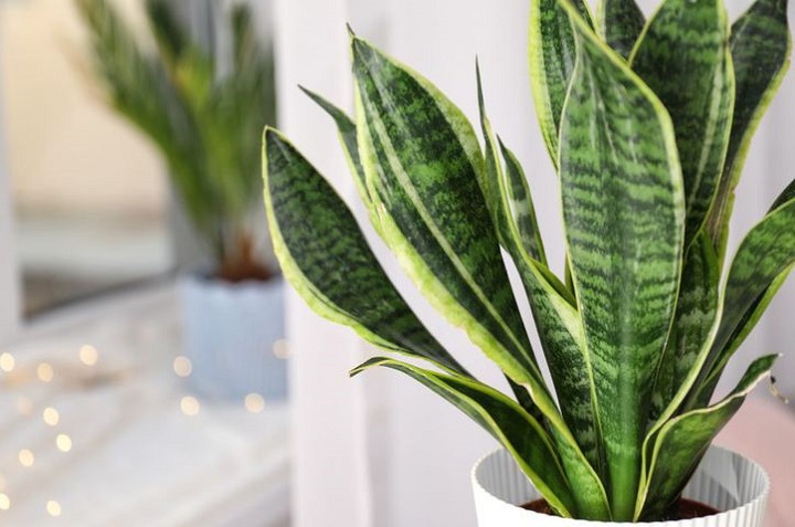 plantas para oficina lengua de suegra