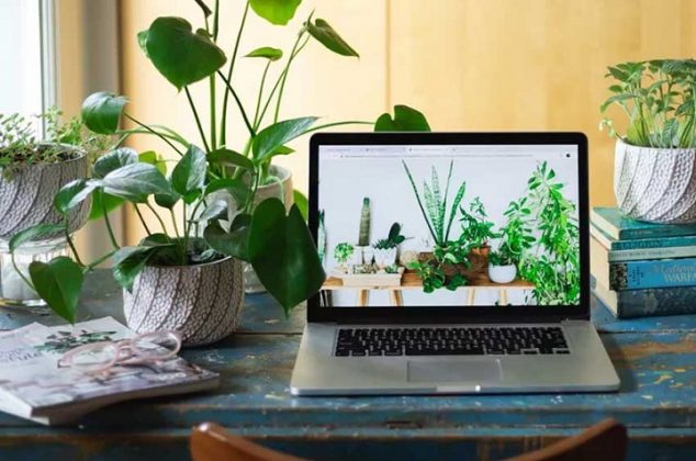 Dale vida a tu escritorio con estas 7 hermosas plantas para la oficina