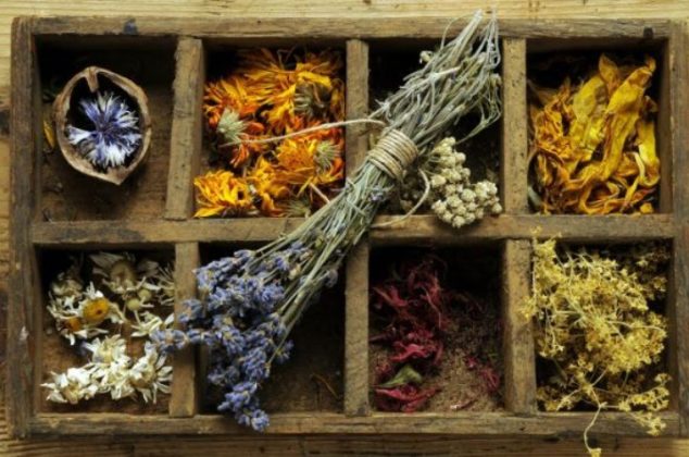 10 HIERBAS MÁGICAS y sus usos prácticos para tu salud