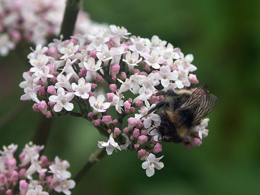 cómo cultivar valeriana en maceta 