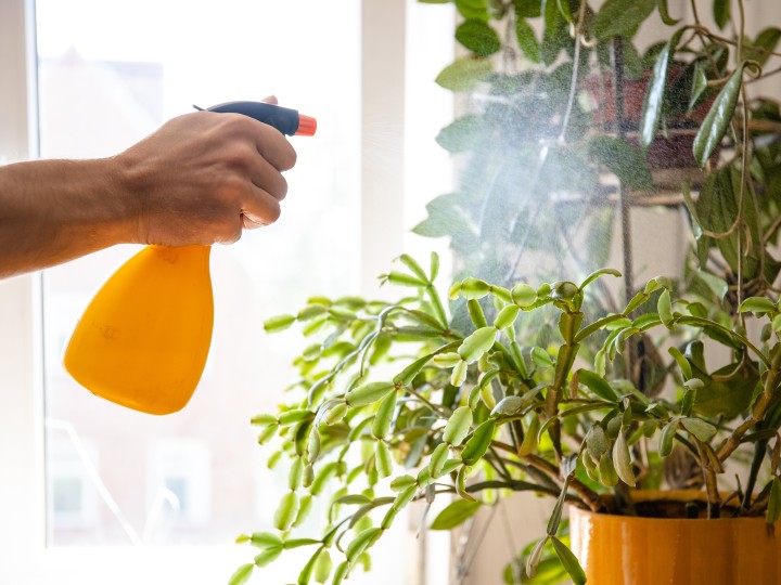 fertilizante de avena para plantas