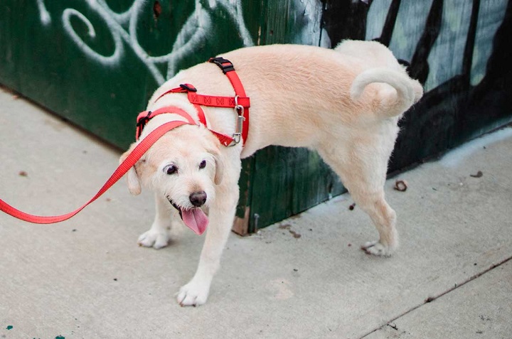 cómo evitar que los perros orinen la banqueta