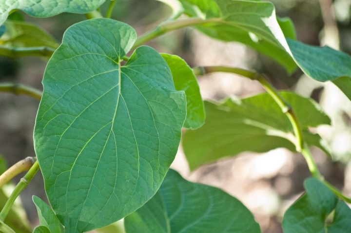 Beneficios de la hoja santa