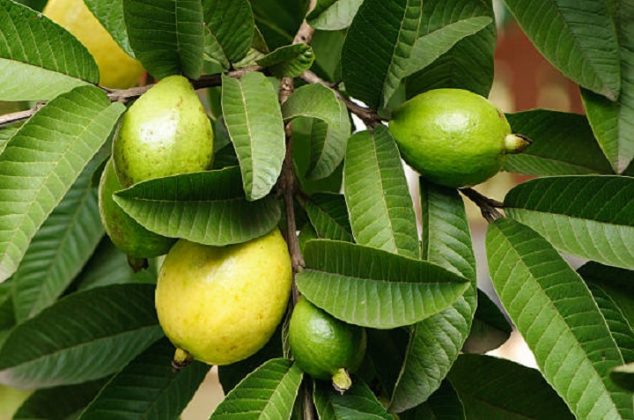 Cómo usar hojas de guayaba para reparar cabello maltratado