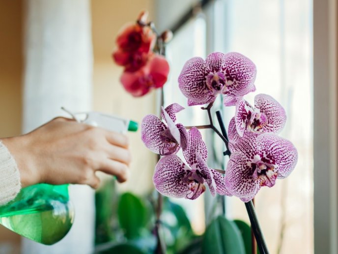 cuidar orquídeas para que florezcan