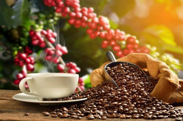 Aprende cómo cultivar café en maceta ¡En 5 pasos!