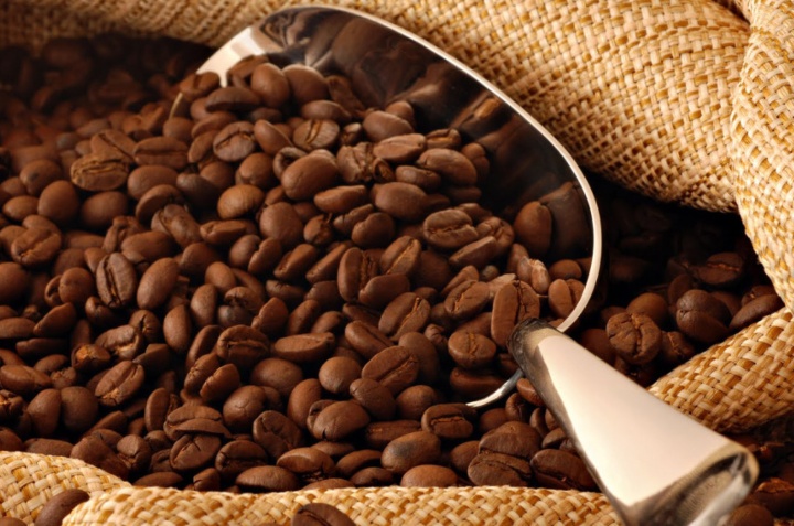 granos de café cultivar