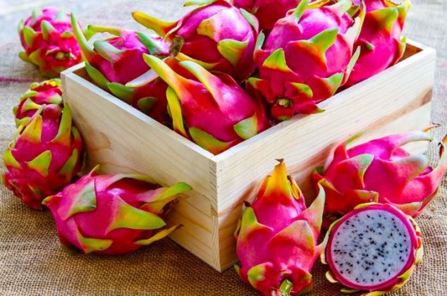 Aprende cómo cultivar y cuidar una pitahaya en maceta ¡En 6 pasos!