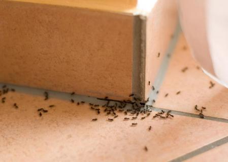 cómo eliminar hormigas de la cocina