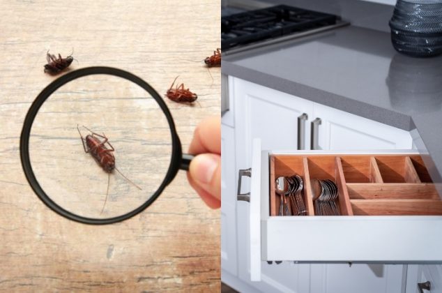 4 trucos para localizar y eliminar huevos de cucaracha en la cocina