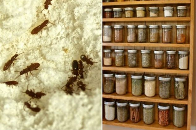 Trucos para evitar que le salgan gorgojos a los frijoles crudos