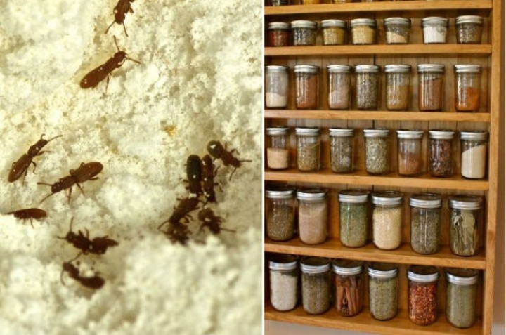 cómo evitar gorgojos en los frijoles