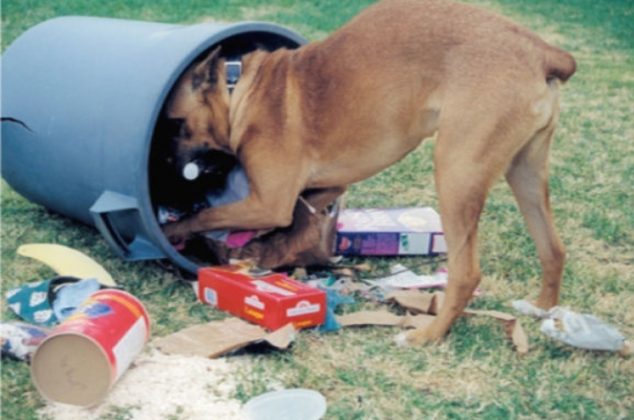 Truco con pimienta para evitar que tu perro saque la basura del bote