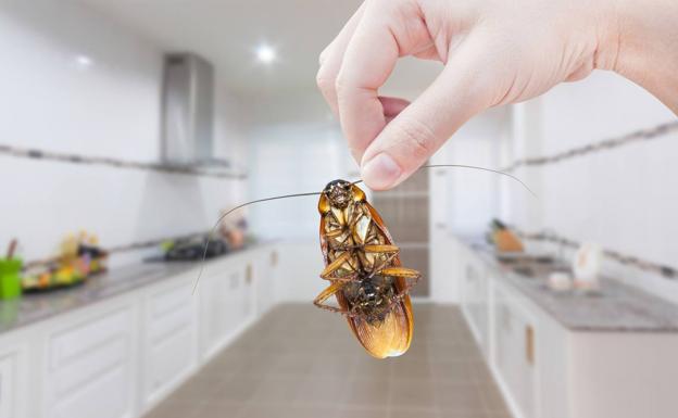 eliminar cucarachas de la cocina