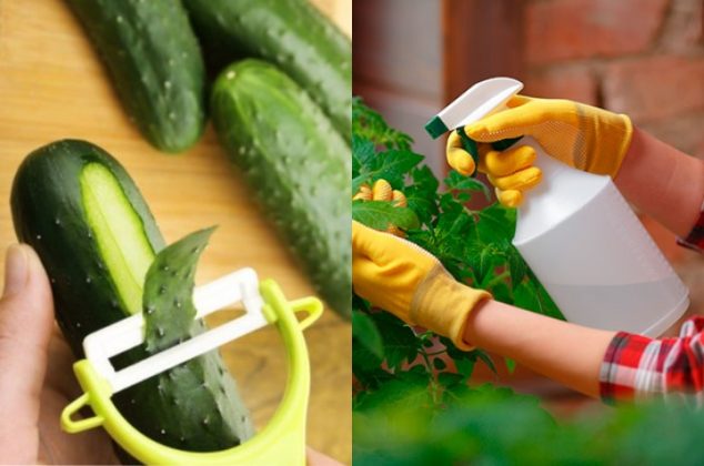 Cómo hacer insecticida casero con cáscaras de pepino para tus plantas