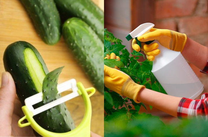 insecticida casero con cáscaras de pepino