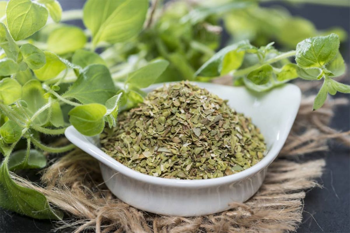 como cultivar oregano