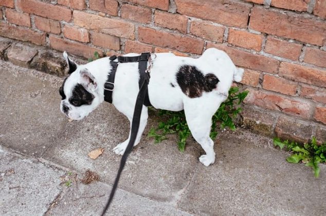 Truco para que los perros no orinen y defequen en la banqueta o fachada