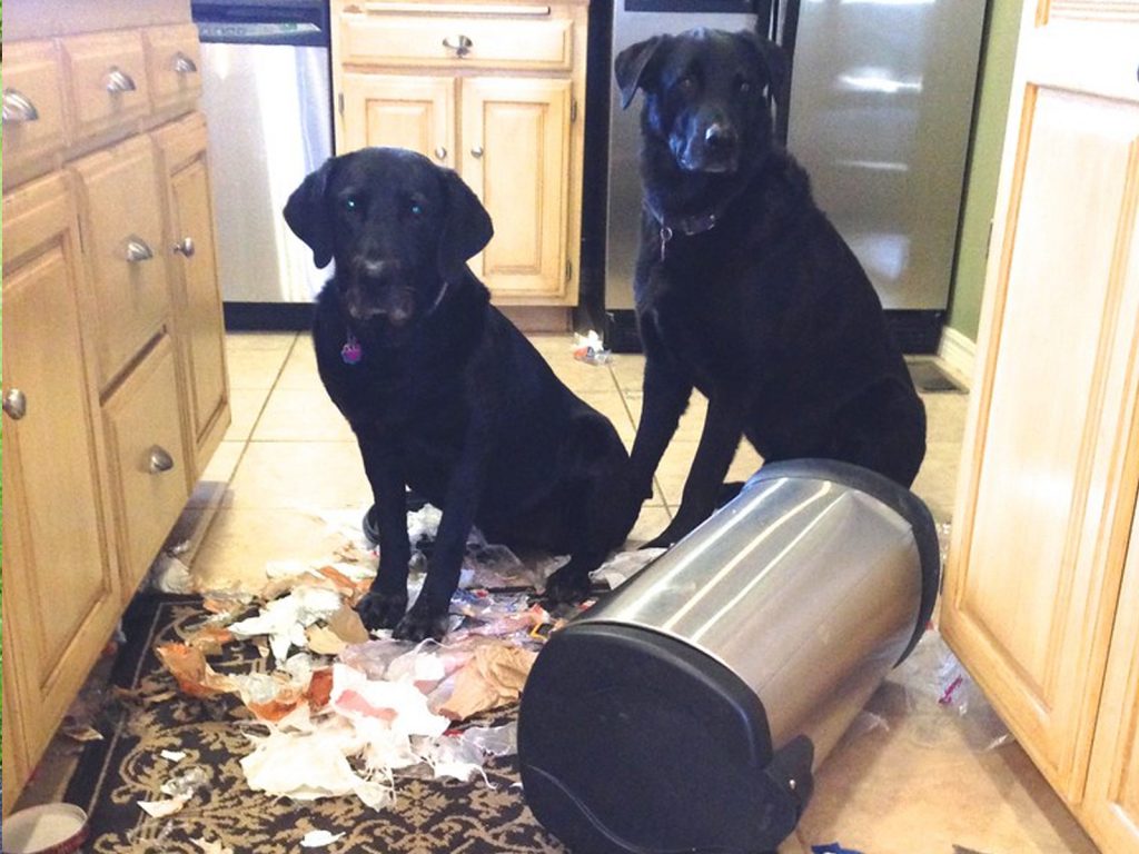 cómo evitar que tu perro saque la basura