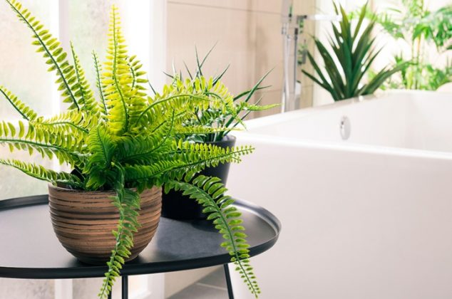 8 plantas que eliminan los malos olores dentro del baño
