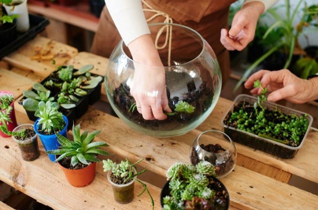 Cómo hacer un terrario con suculentas y en una pecera, ¡en 7 pasos!