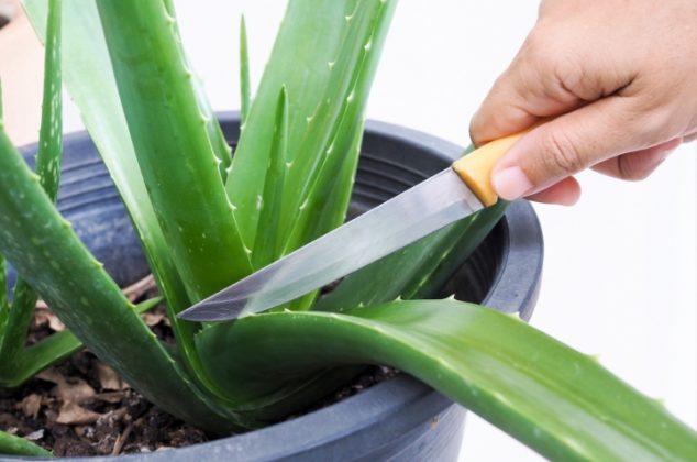 4 poderes y usos de la cáscara de aloe vera o sábila que debes conocer