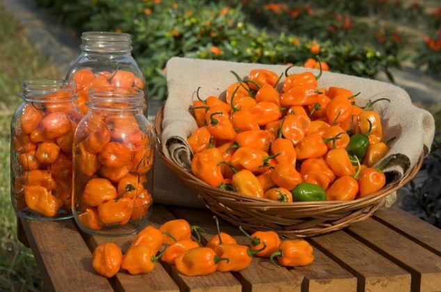 Cómo sembrar y cultivar chile habanero ¡En 4 sencillos pasos!