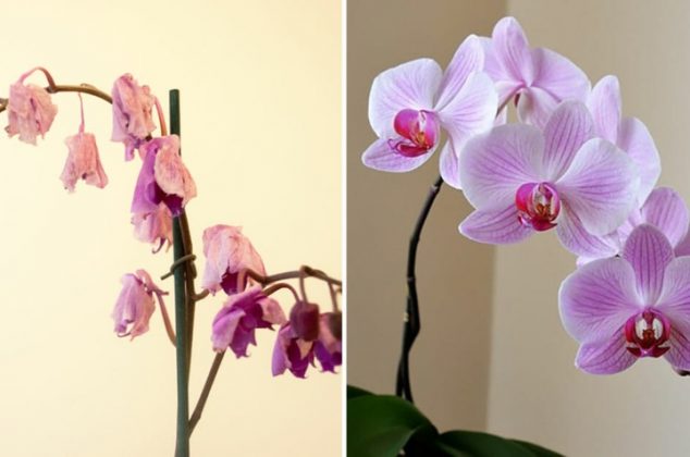 Cómo recuperar o revivir una orquídea marchita o seca