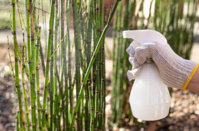 Insecticida con chile para eliminar plagas esta temporada de calor