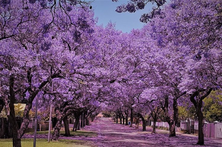 jacarandas en cdmx