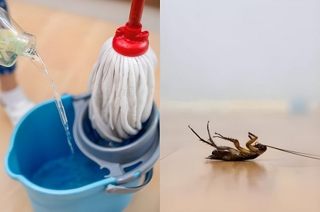 Mezcla casera para trapear el piso y alejar las cucarachas de la cocina