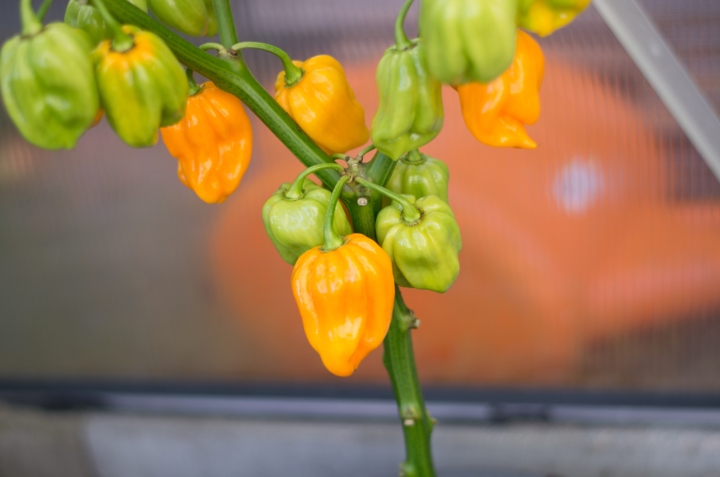 árbol de chile habanero