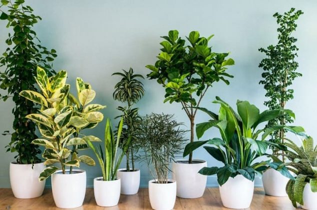 Las 7 mejores plantas para principiantes (son casi imposibles de matar)