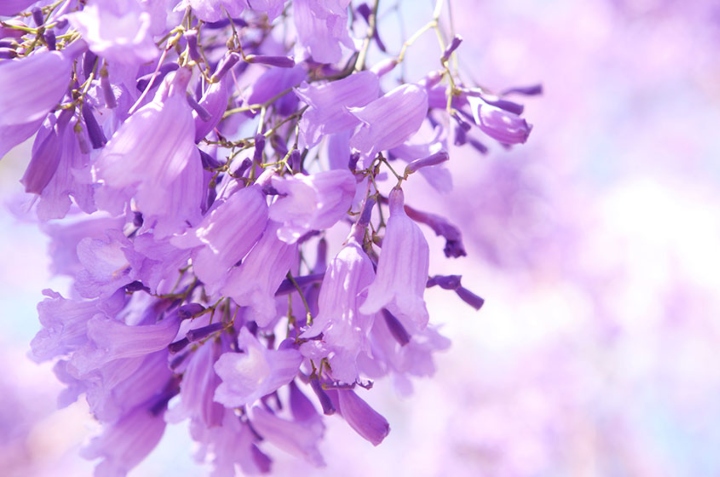 propiedades de las jacarandas