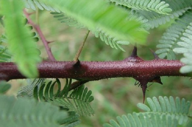 Beneficios de usar el árbol de tepezcohuite para tu piel