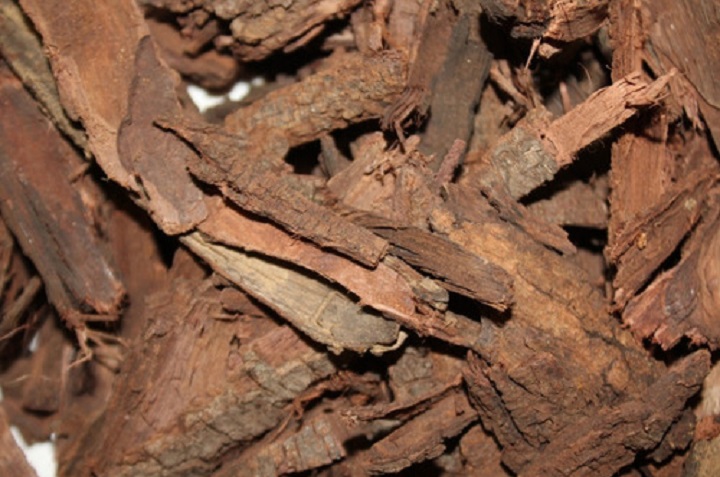 Beneficios de usar el árbol de tepezcohuite para tu piel 0