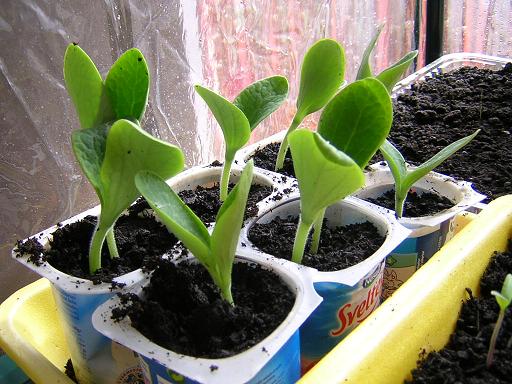 yogurt en plantas