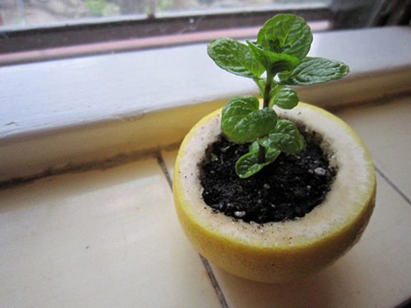 semillero de limon