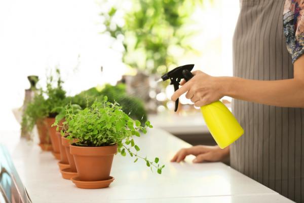 beneficios del orégano en plantas