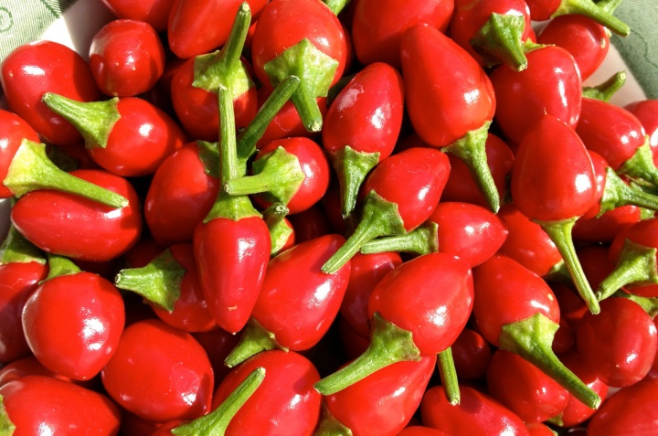 cómo cultivar chile chiltepín