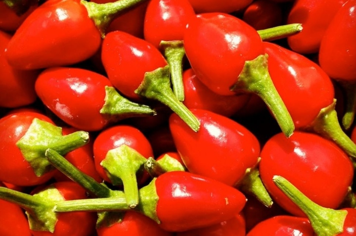 cómo cultivar chile chiltepín