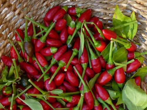 cómo cultivar chile chiltepín