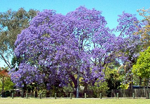 Cuidados para jacarandas