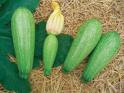 cultivo de calabacitas en maceta