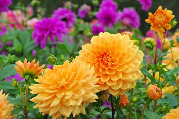 5 flores hermosas y resistentes al sol para decorar tu casa 2