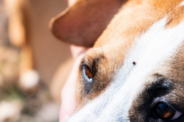 Cómo eliminar garrapatas de tu mascota (perro o gato) con vinagre