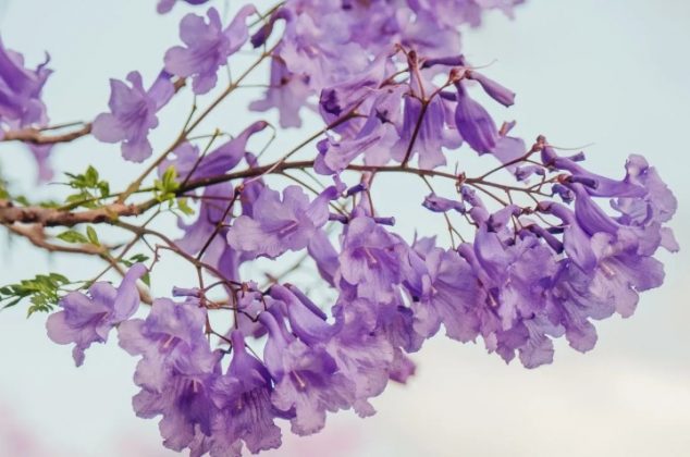 5 trucos y cuidados para jacarandas y que luzcan hermosas