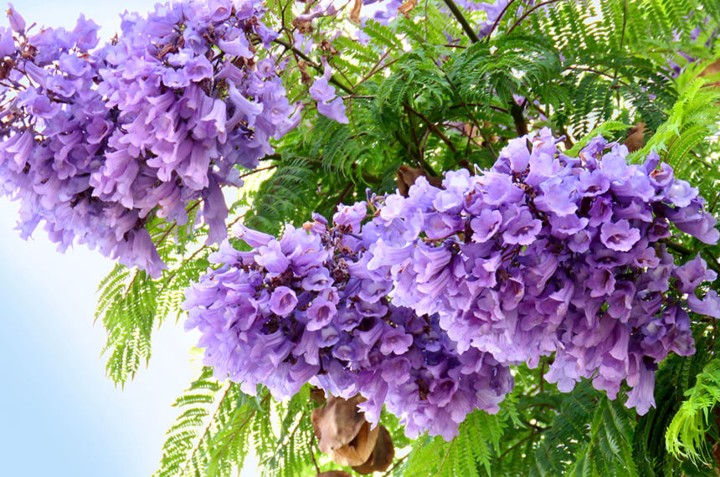 cuidados para jacarandas