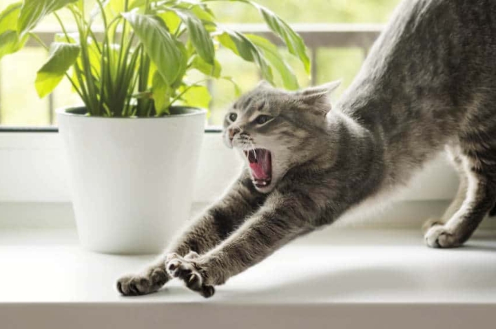 plantas para ahuyentar gatos